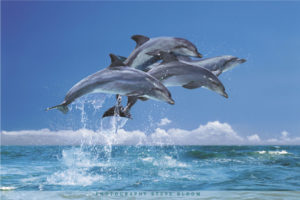 Dolphins Four by Steve Bloom Poster