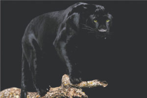 Black Panther Poster