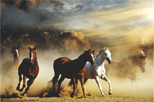 Stampeding Horses Maxi poster