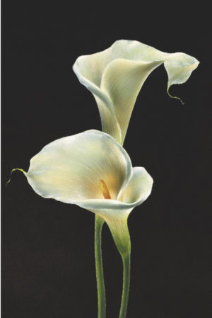 Calla Lilies Poster
