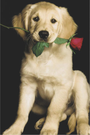 Casanova Golden Retriever