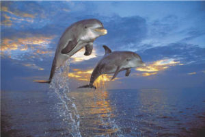 Dolphins Flight Of Two Poster