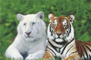 Tiger Brothers Poster