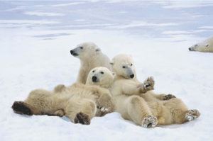 Polar Bear Playtime