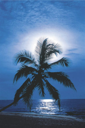 Moonlight Sonata Poster