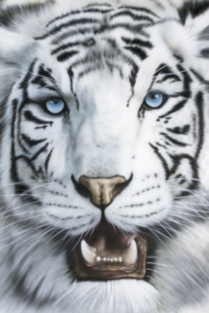 Herbert Beyer - Tiger Blanco Poster