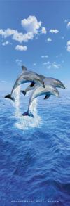 Dolphins Three by Steve Bloom Door Poster
