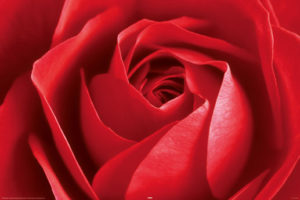 Red Rose