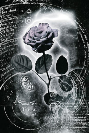 Mercury Rose