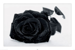 Black Gothic Rose Poster