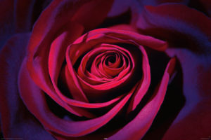 Dark Purple Rose Poster