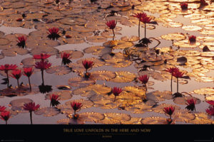 Lotus Pond Poster