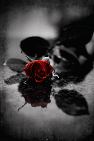 Red Gothic Rose Poster