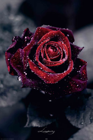 Luxury Rose