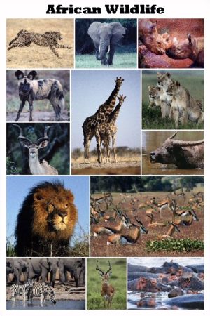 African Wildlife Poster