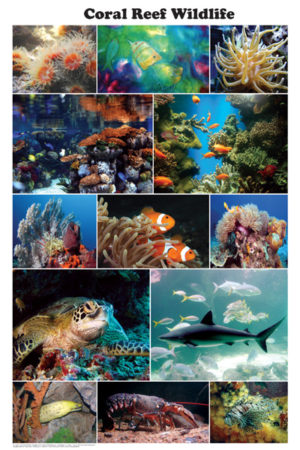Coral Reef Wildlife Poster