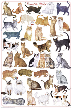 Cats of the World Poster
