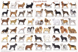 Dogs of the World