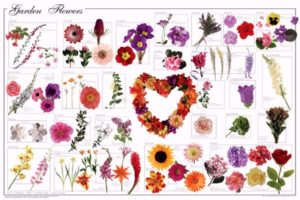 Garden Flowers