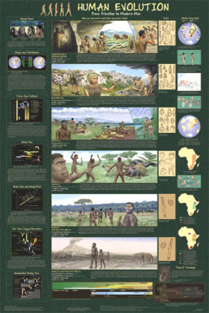 Human Evolution From Primate to Modern Man Poster