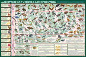 Milestones of Vertebrate Evolution Poster