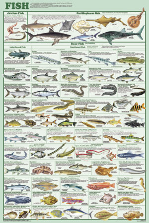 Fish
