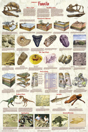 Introduction to Fossils