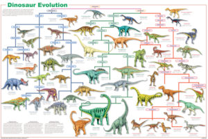Dinosaur Evolution Poster