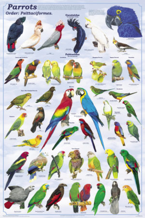 Parrots Poster