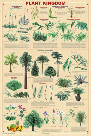 Plant Kingdom 2