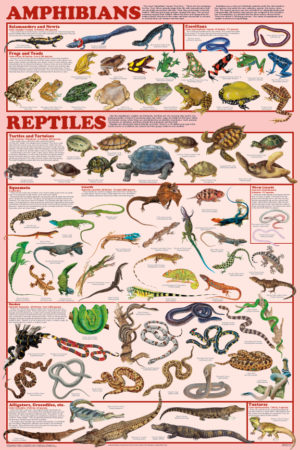 Amphibians and Reptiles Poster