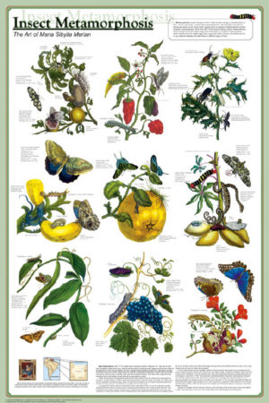 Insect Metamorphosis