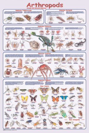 Arthropods Poster