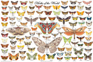 Moths of the World Poster