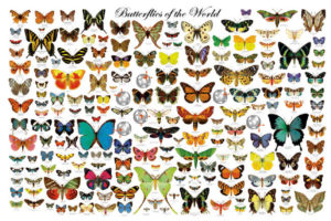 Butterflies of the World Poster