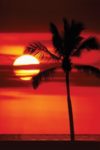 Sunset And Palm Tree Poster