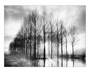 Trees In Normandy Photographic Print