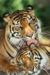 Tiger Mother's Love Poster