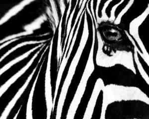 Zebra Eye Photographic Print