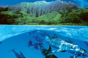 Dolphin Island Poster