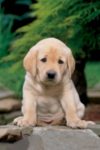 Keith Kimberlin - Sad Puppy Poster