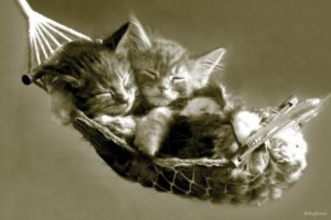 Keith Kimberlin - Kittens In A Hammock Poster