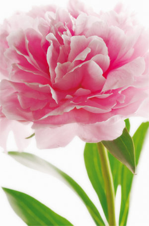 Pink Peony Giant Photographic Print
