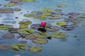 Water Lilies Giant Photographic Print