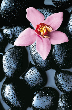 Stone Orchid Giant Photographic Print