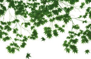 Green Leaves Giant Photographic Print