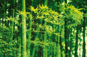 Bamboo In Spring Giant Photographic Print
