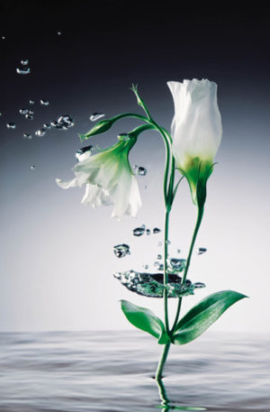 Crystal Flower Giant Photographic Print