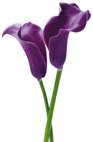 Purple Calla Lilies Giant Photographic Print