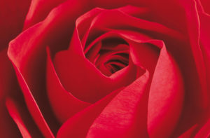 The Important Thing Is The Rose Giant Photographic Print